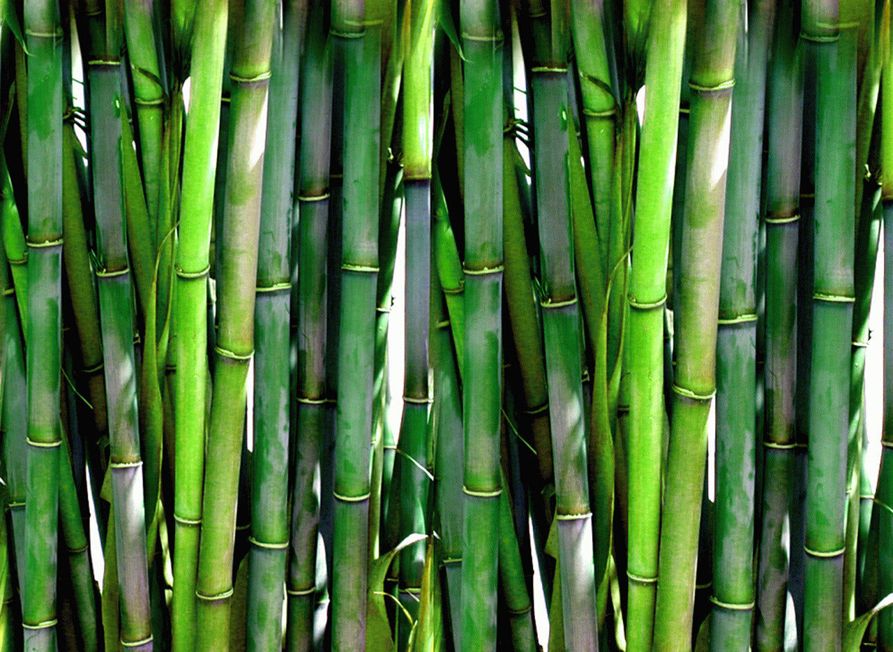 Bamboo Growing